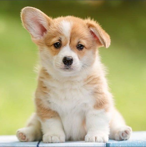 Изоляция щенка в период социализации