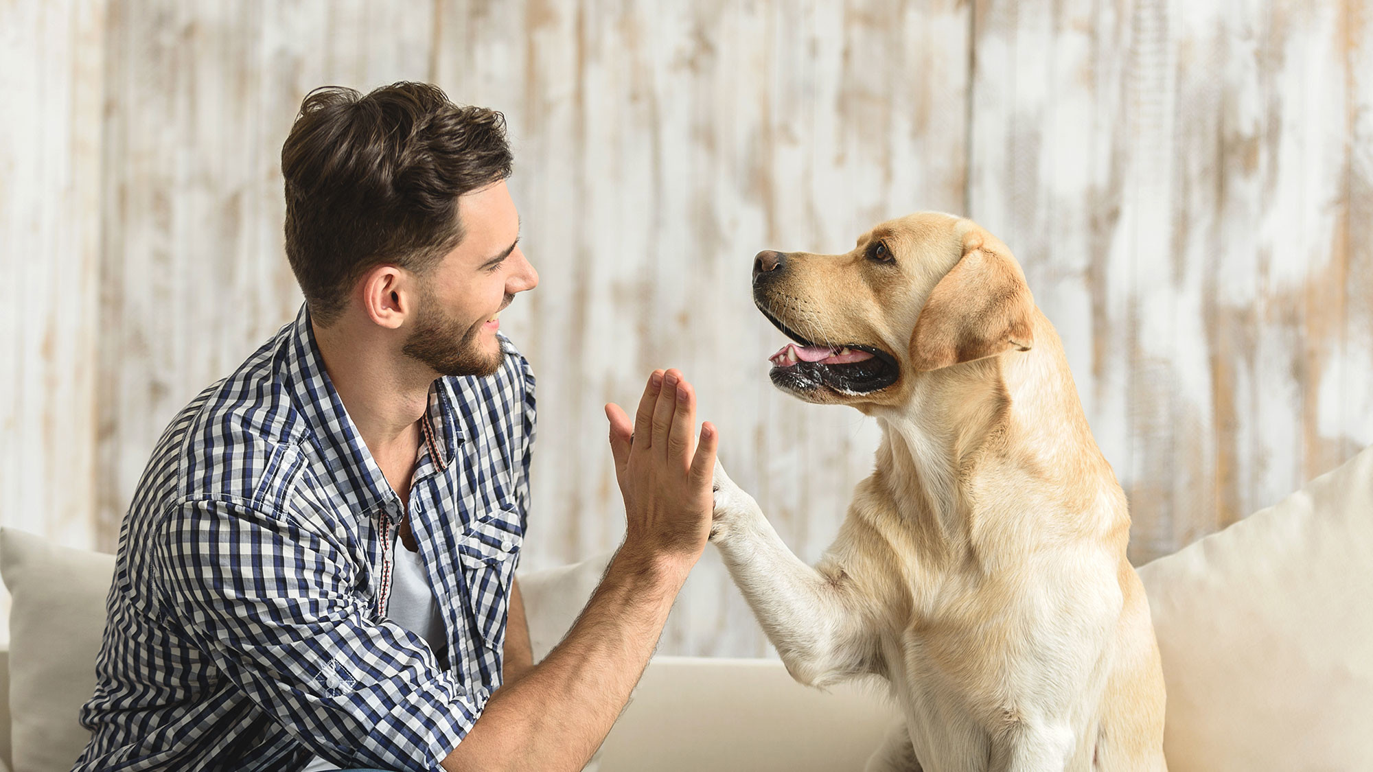 Контакт с собакой