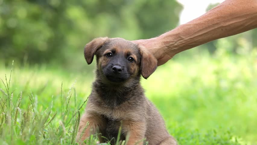 Прогулки со щенком